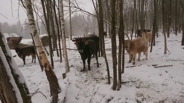 Зима в апреле.Коровы в шоке!Видео уже на дзене смотреть онлайн