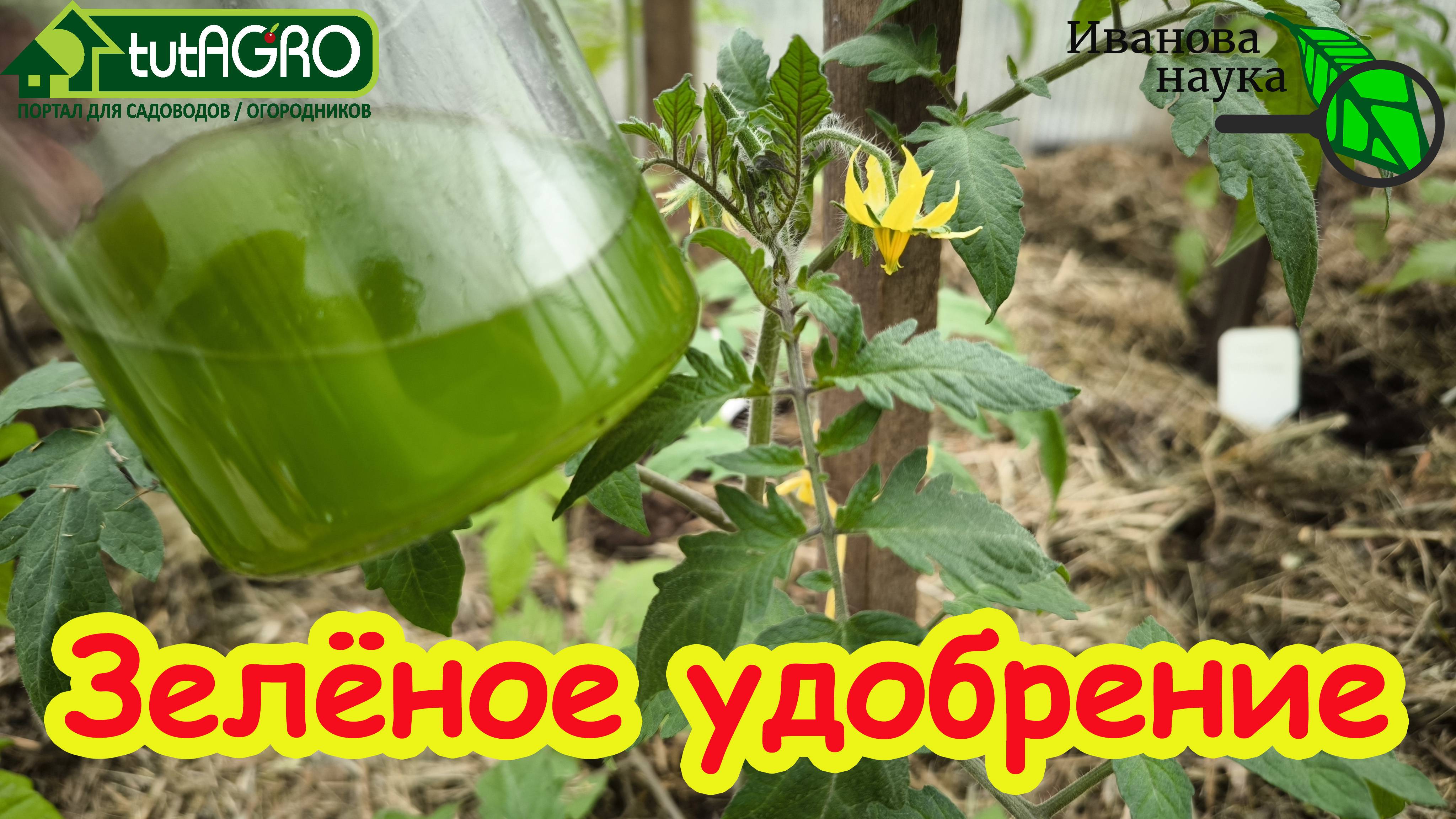 УРОЖАЙ ДАЖЕ В БОЛОТЕ! 1 ложка на литр и урожай собирайте тоннами! Самое мощное зеленое удобрение.