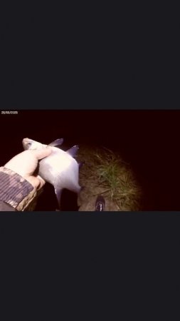 Ночная рыбалка на леща #ночнаярыбалка
