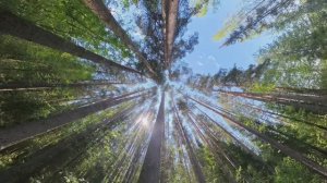 Сплав выходного дня #3 Сапборд Прогулка на сапе Paddle & board