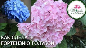КАК СДЕЛАТЬ РОЗОВУЮ ГОРТЕНЗИЮ ГОЛУБОЙ