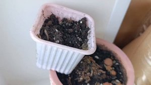 Утренний чай☕. Цветы в корзинке в качестве подарка к п