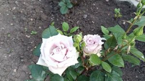 Динская. 26.05. День бабушек.