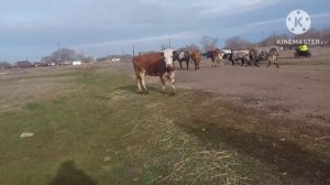Жизнь в селе#Казахстан#Встречаем пасху.Гоним коров в т