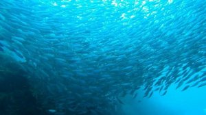 Филиппины. Сардины