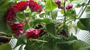 ИВ ЧАРУЮЩИЙ БОРДО И ДРУГИЕ СОРТА НА ОКНЕ ЦВЕТУТ КАК ХО?