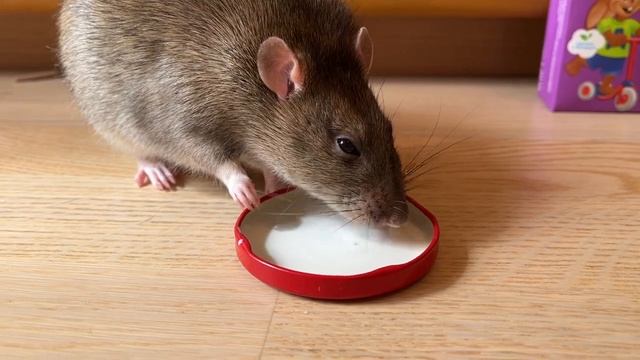 Крысы любят молоко но им нельзя. cuterats домашниекрысы 