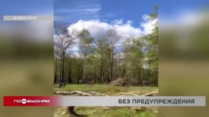 На набережной в Слюдянке массово вырубили деревья