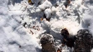 Монетний коп з nokta legend по лісі прошивка 1.17.