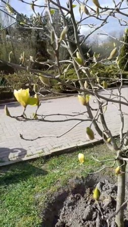 Мутант / Магнолия в Крыму