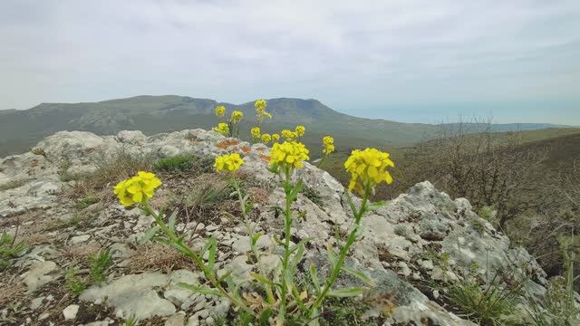 Сахарная Головка
