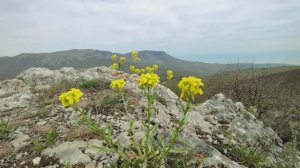 Сахарная Головка