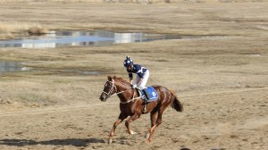 Скаковой день 9 мая. Дистанция 1800 м. Аутлендер