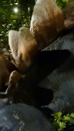 Дино Парк между Ката и Корон — Лучшее развлечение с детьми на Пхукете |.
