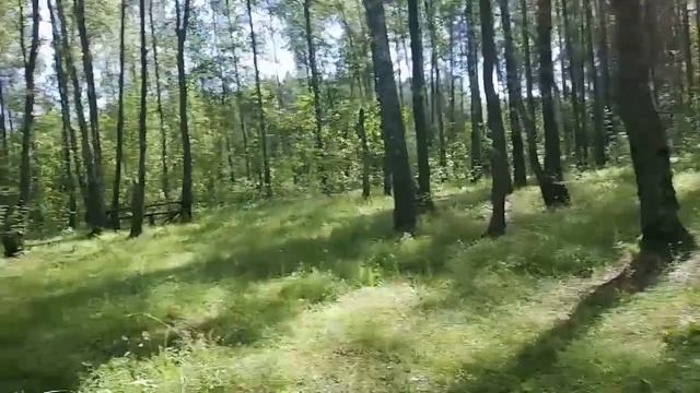 УТРО ОТ ЛЁШИКА. ЕДЕМ В ЛЕС ЗА ЛИСИЧКАМИ. ДЕЛАЮ МОРОЖЕНО