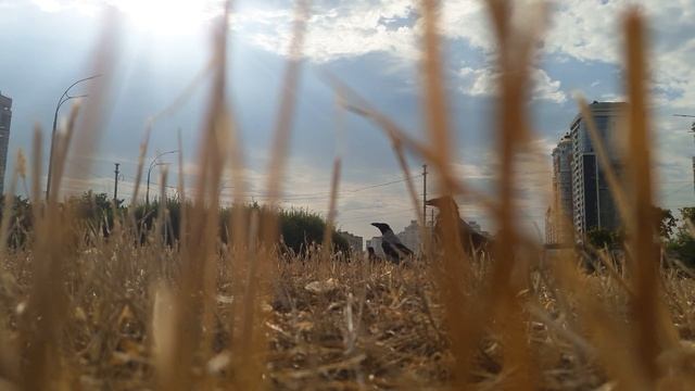 Молодые вороны боятся подходить к скрытой камере 😆🦅 смотреть онлайн