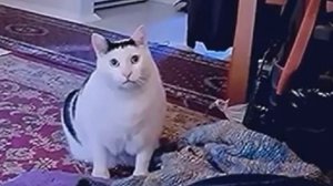 Fifine Ampligame A8 - бюджетный микрофон с ARGB подсветкой.