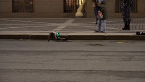 Собака катается на скейте  по Дворцовой