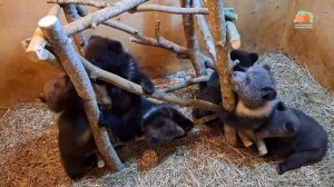 ДИНА, МАНЯ, МИЛА, УГРА, НАРА И КАСЬЯН: знакомство с «лес?