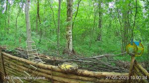 Весений лес онлайн   #Relaxing #природа #звуки леса #птицы  #погода