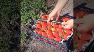 удобная вещь для сбора клубники