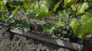 "Альфа" начинает цвести, начался холод и снег пошёл - наверно лето скоро )). 27 мая 2025 год.