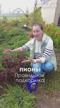 🌸 Что обязательно сделать с пионами в мае