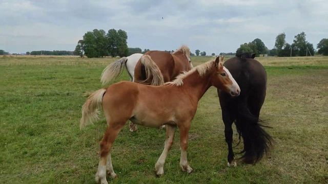 Жеребец перебирает весь Табун Кобыл смотреть онлайн