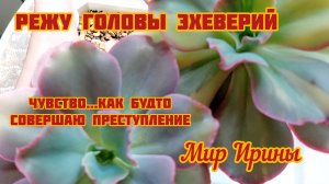 РЕЖУ ГОЛОВЫ ЭХИВЕРИЙ| ЧУВСТВО КАК БУДТО СОВЕРШАЮ ПРЕСТУПЛЕНИЕ ●☆▪︎☆▪︎☆