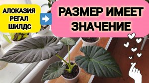 АЛОКАЗИЯ РАЗМЕР ИМЕЕР ЗНАЧЕНИЕ