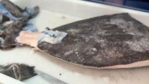 Как снять кожу с замороженного палтуса? Вяленые чипсы