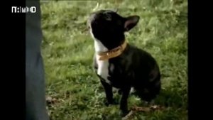 Сборник рекламных роликов корма для собак "Pedigree"