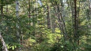 Грибы и Алтай! Самое ЭКСТРЕМАЛЬНОЕ путешествие грибни