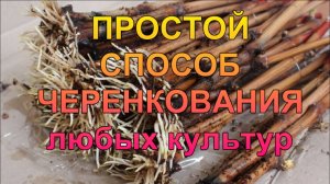 Самый простой и безотказный способ укоренить любую садовую культуру