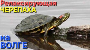 🔥Релаксирующая ЧЕРЕПАХА на Волге🔥 Астрахань-Весна-2025 !!!