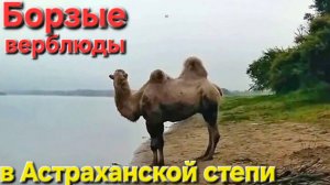 🔥Невозмутимые ВЕРБЛЮДЫ на берегу Волги🔥 в степи ... Астрахань-Весна-2025 !!!