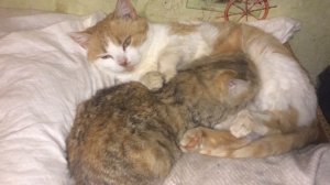 У КОТА НЕТ МОЛОКА