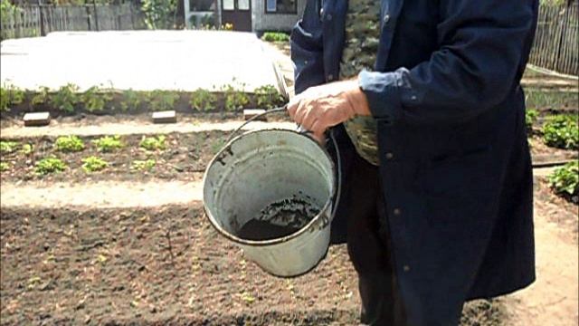 Весенняя подкормка клубники