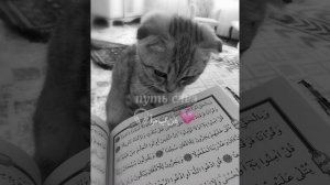 🌾путь слёз💗 Красивый нашид🕋||🌊 beautiful nasheed🌙￼￼