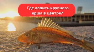 #96 Где ловить крупного ерша в центре Санкт-Петербурга?