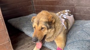 У собаки Джули всё оказалось гораздо сложнее ((