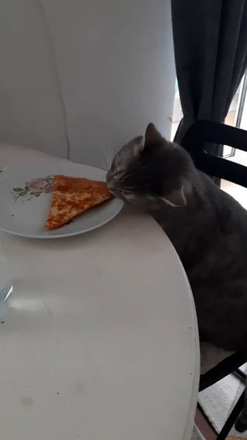 горячая пицца для кота🍕 разрешите мне обедать за столом😋 смешные коты😍 смотреть онлайн