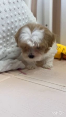 #милаясобачка #собачка #щенкиотзаводчиков