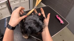 стрижка йорка