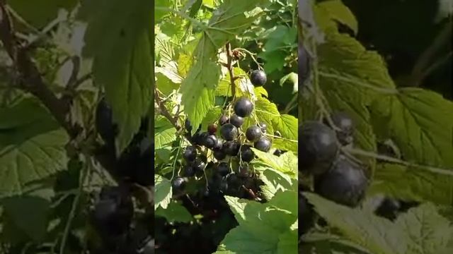 ВИДЕО ОТЗЫВ о нас пришел с КЕМЕРОВО // БЛАГОДАРЮ смотреть онлайн