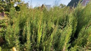 КУПИЛ КИПАРИСЫ ДЛЯ ПОСАДКИ В ГЕЛЕНДЖИКЕ ВЗАМЕН ТЕХ КОТОРЫЕ УГРОБИЛИ КОММУНАЛЬЩИКИ