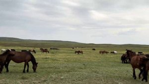 Лошади на водопое.  🐎🐎🐎.    #айгыр #жеребец #коневодст