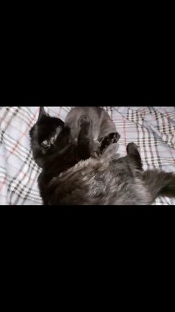 Отдыхают котята на диване.