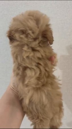 #шенки #собака #maltipoo