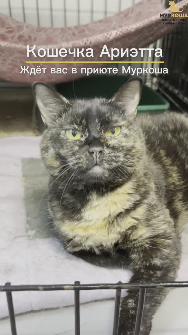 Ариэтта (уже дома)